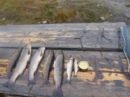 Hovedbilde