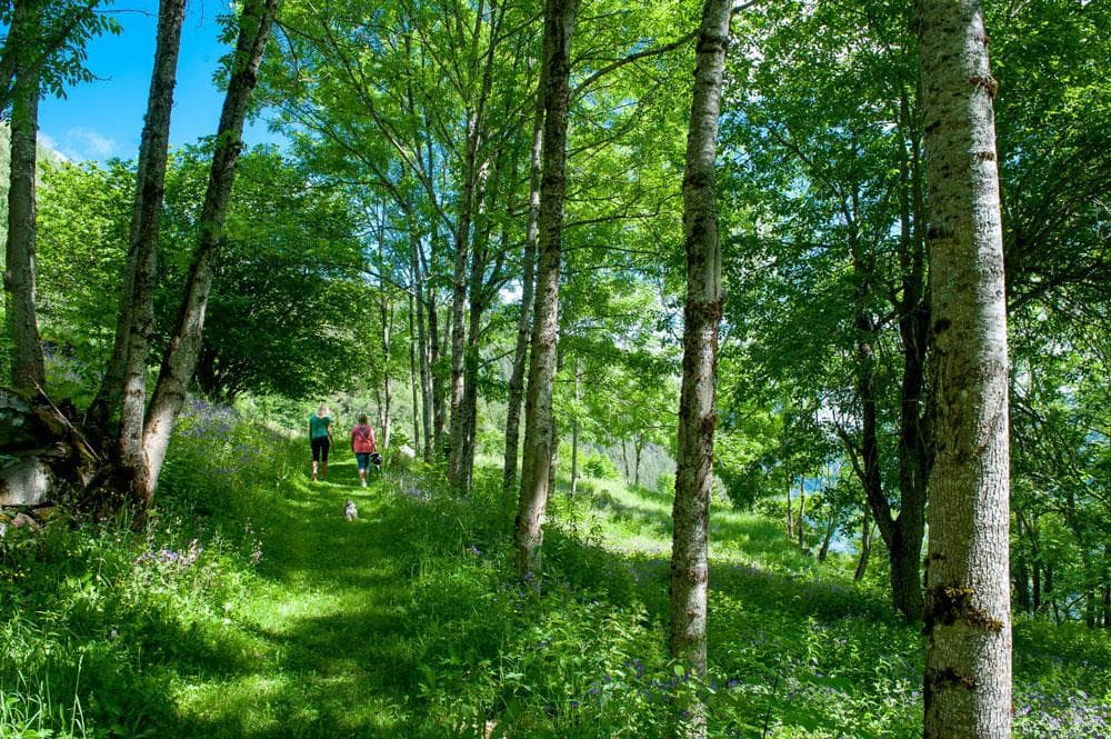 Hovedbilde