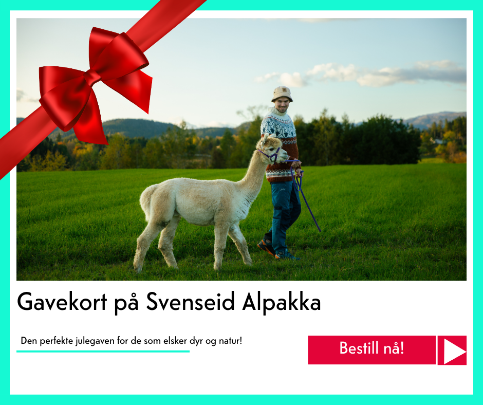 julegavekort på Svenseid Alpakka