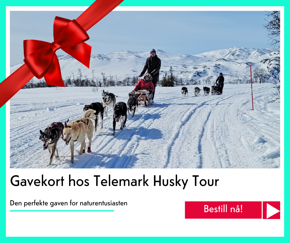 julegavekort på Telemark Husky