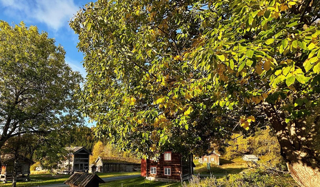 Lauvtre, hauststemning på Vest-Telemark museum Eidsborg.