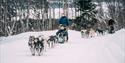 hundesledekjøring med Telemark Husky Tour